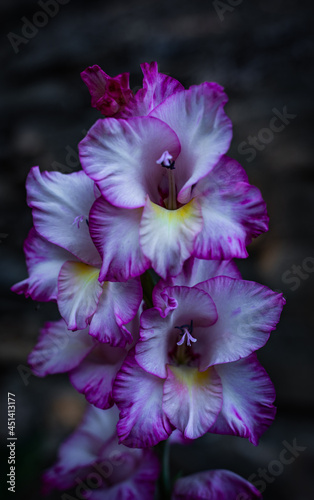 Fototapeta Naklejka Na Ścianę i Meble -  pink and purple flower