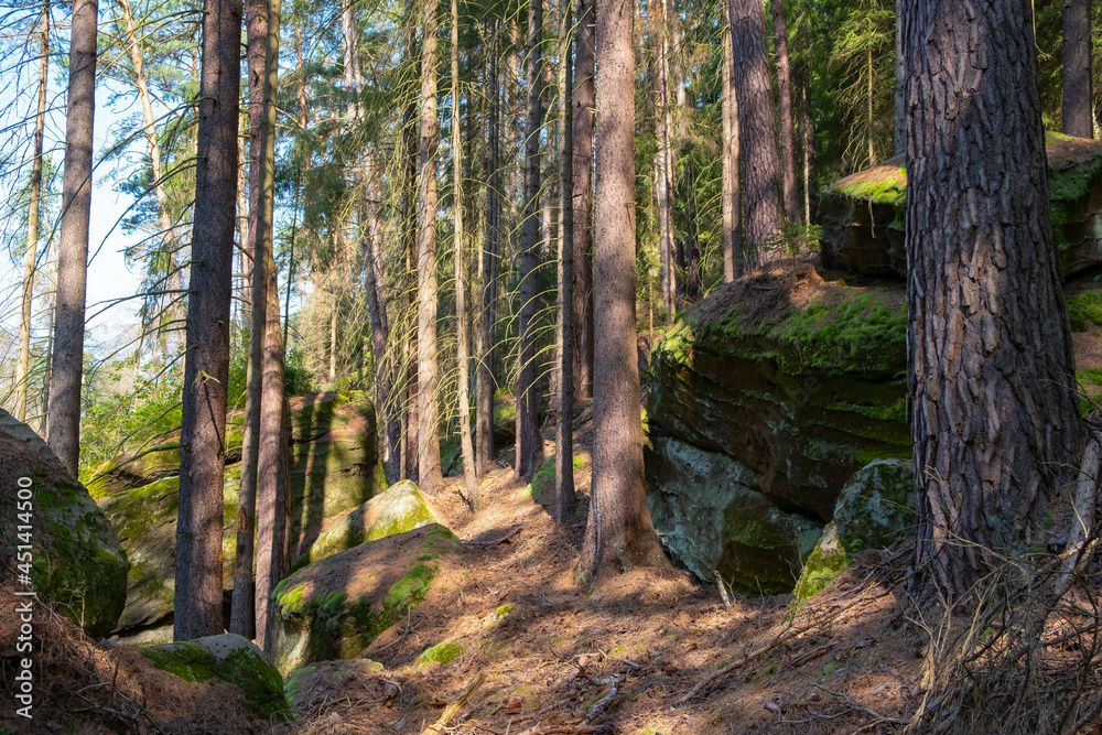 Obraz premium beautiful forest in the morning sun, Germany National Park