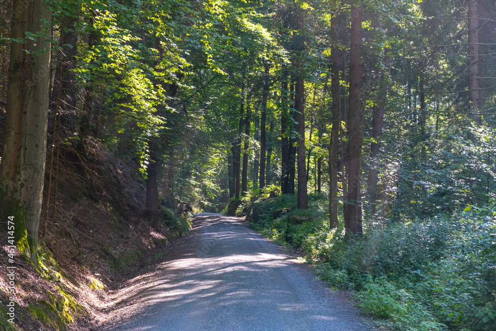 Fototapeta premium beautifully lit, morning sun, road in the national park