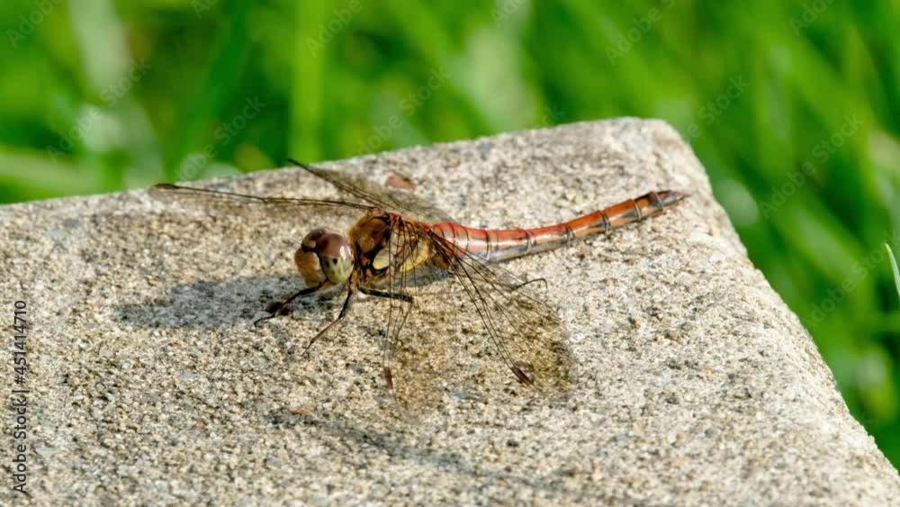 Close up of Common Darter dragonfly - sympetrum striolatum - in County Donegal - Ireland. Close up of Common Darter dragonfly - sympetrum striolatum - in County Donegal - Ireland.