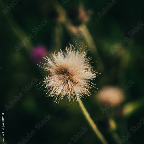 dandelion head