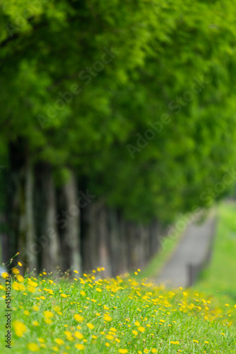 マキノ高原メタセコイア並木