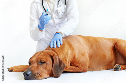 Veterinarian giving injection to big brown dog in clinic