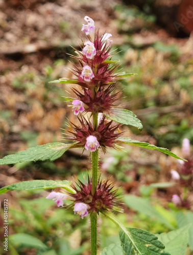 Gemeiner Hohlzahn - Galeopsis tetrahit photo