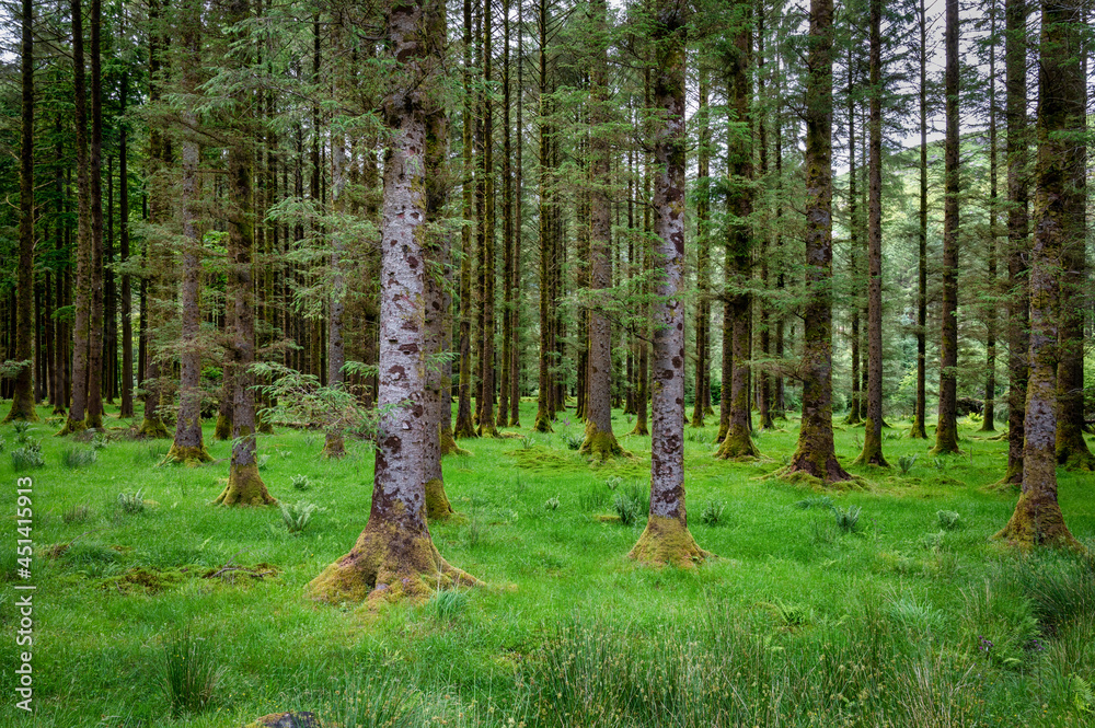 Fototapeta premium Pine Tree Forest