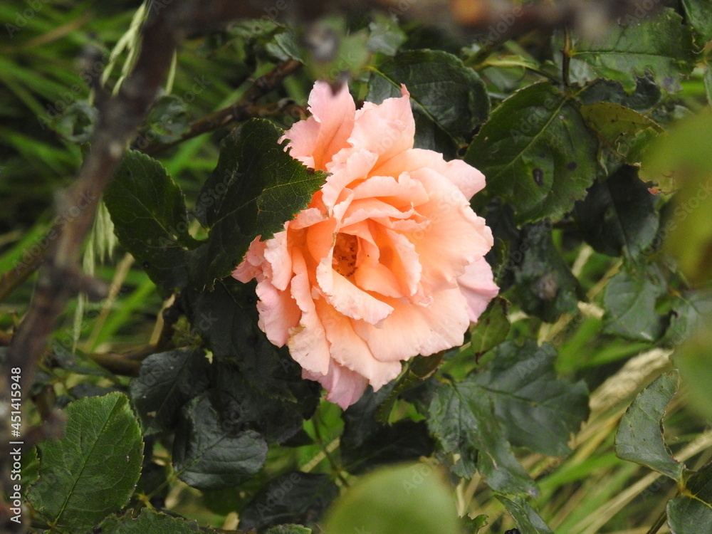 Hautfarbene China-Rose - Rosa chinensis Hautfarbene China-Rose - Rosa chinensis