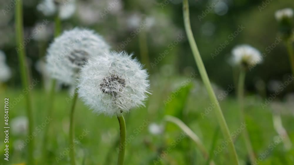 White dandelion in grass on a sunny day. Nature background White dandelion in grass on a sunny day. Nature background