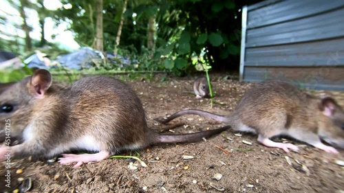 Rats searchs food in the garden, brown rat, gopro shot, wide angle lens, summer, (rattus norvegicus), lower saxony, north germany