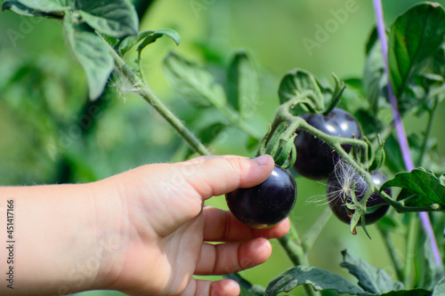 A child's hand holds a ripe tomato of dark color on a green background