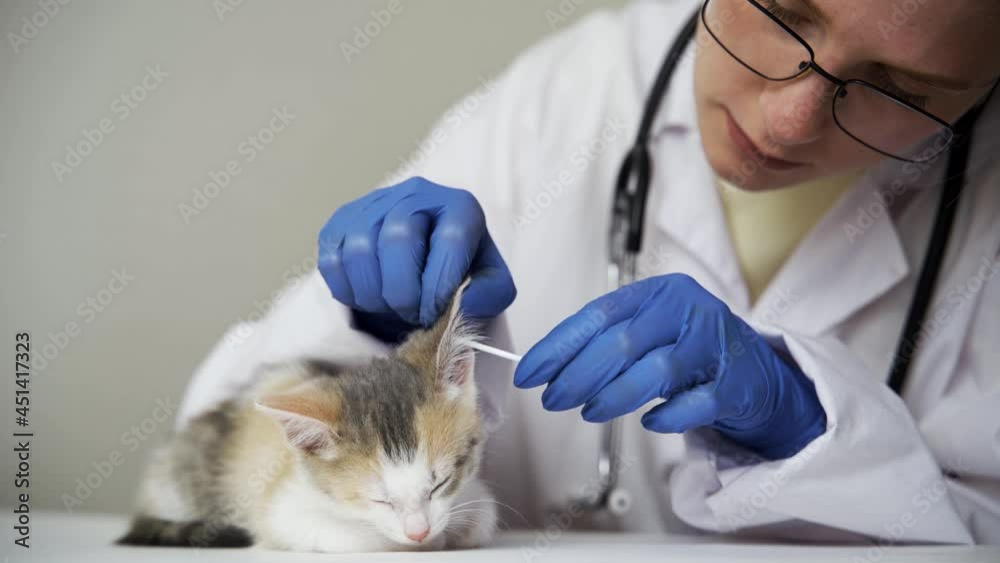 The veterinarian is cleaning the cat's ears. woman cleans cat ears with a cotton swab. Close-up veterinarian cleans the cat's ears with a cotton swab. The veterinarian is cleaning the cat's ears. woman cleans cat ears with a cotton swab. Close-up veterinarian cleans the cat's ears with a cotton swab.