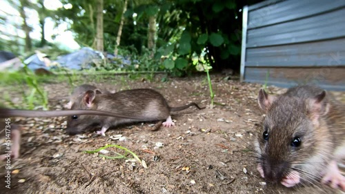 Rats searchs food in the garden, brown rat, gopro shot, wide angle lens, summer, (rattus norvegicus), lower saxony, north germany