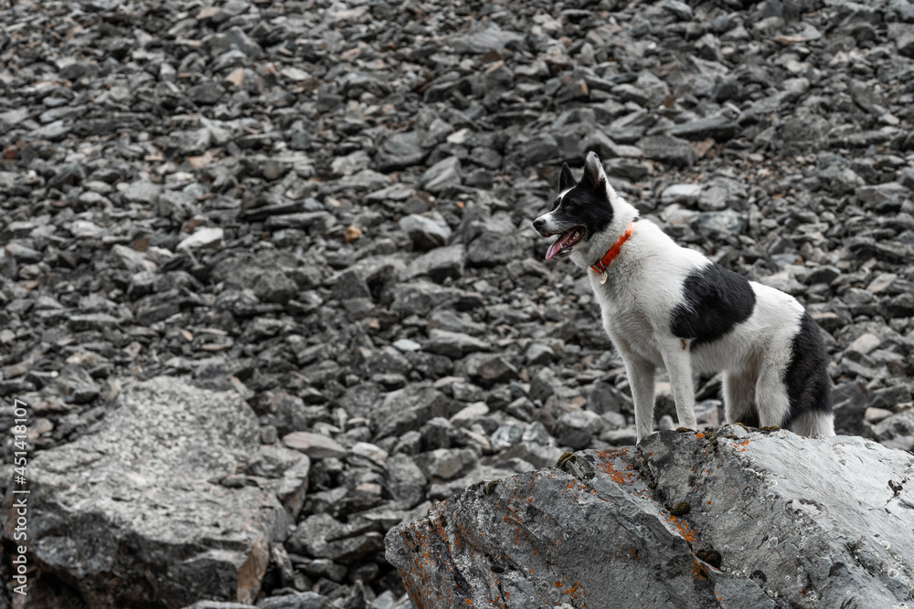 The dog stands on a rock. The black and white husky stands on a large rock like a lion king.
