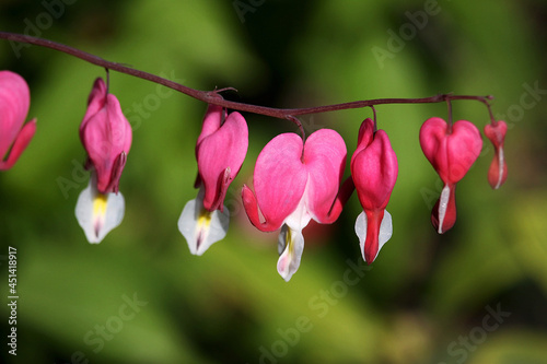 Bleeding Heart flowers ( Dicentra spectabilis). Also known as Venus s car, bleeding heart, or lyre flower.