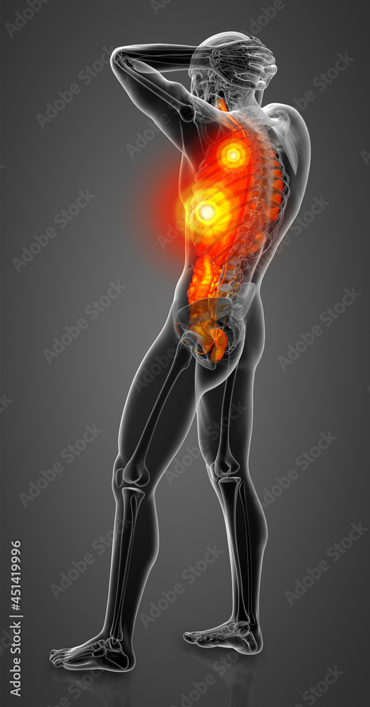 3d render medical illustration of the human digestive system and respiratory system