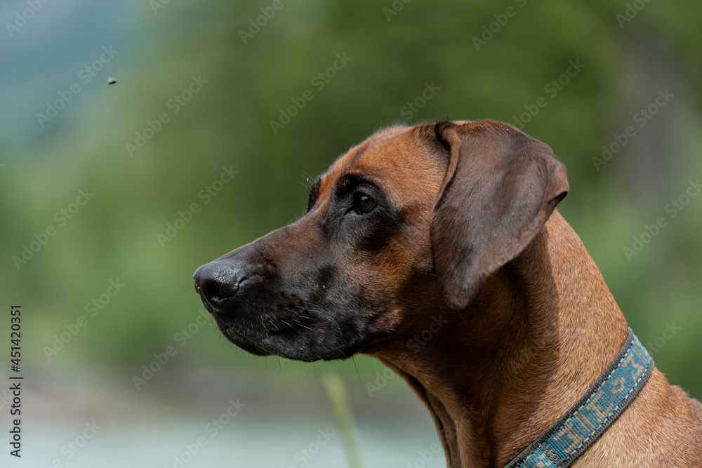 Portrait of a Rhodesian Ridgeback close-up