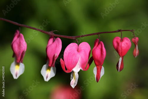 Bleeding Heart flowers ( Dicentra spectabilis). Also known as Venus s car, bleeding heart, or lyre flower. photo