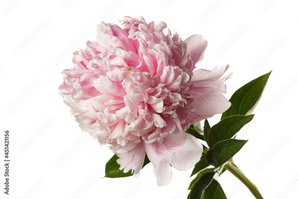 Beautiful rose-shaped peony flower in pink color isolated on White background.