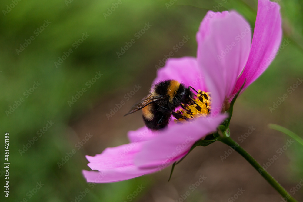 Bumblebee working hard in the garden Bumblebee working hard in the garden