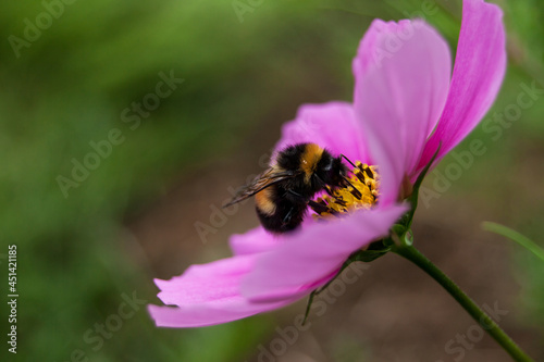Bumblebee working hard in the garden © Ida Wastensson