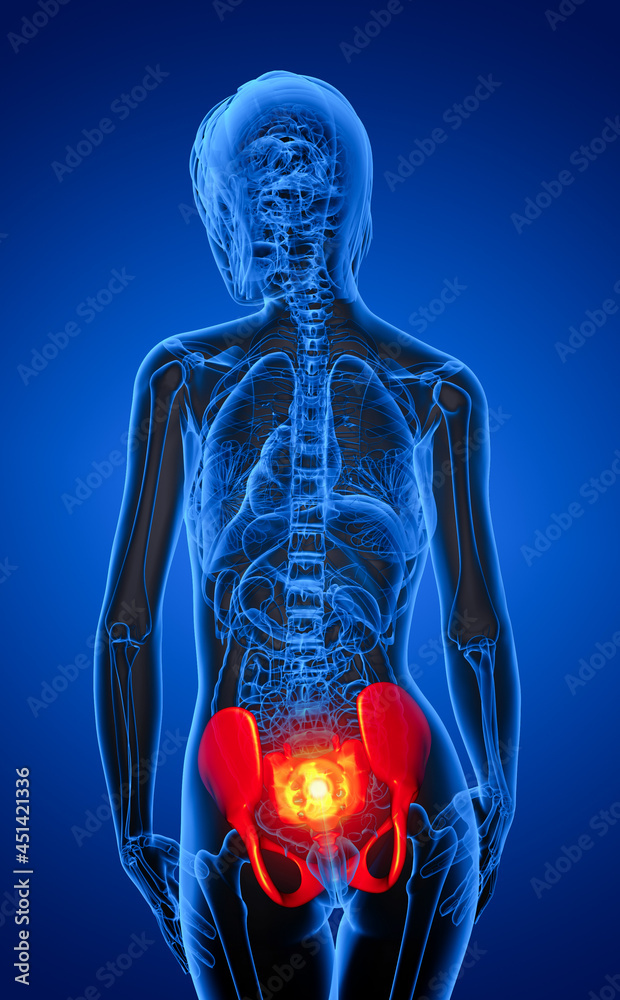3D rendering medical illustration of the pelvis bone 3D rendering medical illustration of the pelvis bone