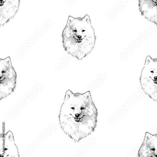 Seamless background of sketches portrait fluffy white purebred cute spitz dog