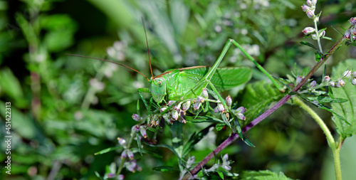 Great green bush-cricket // Grünes Heupferd (Tettigonia viridissima)