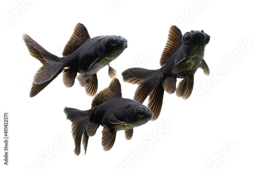 Colony of  Goldfish swimming isolated on white background