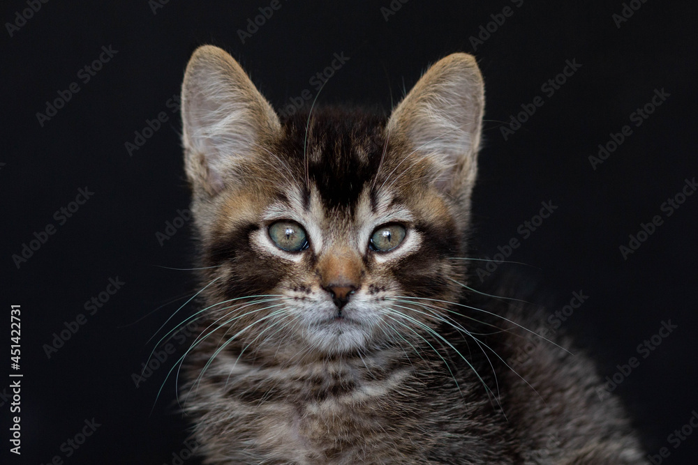 portrait of tricolor domestic kitten looking aside on the black background