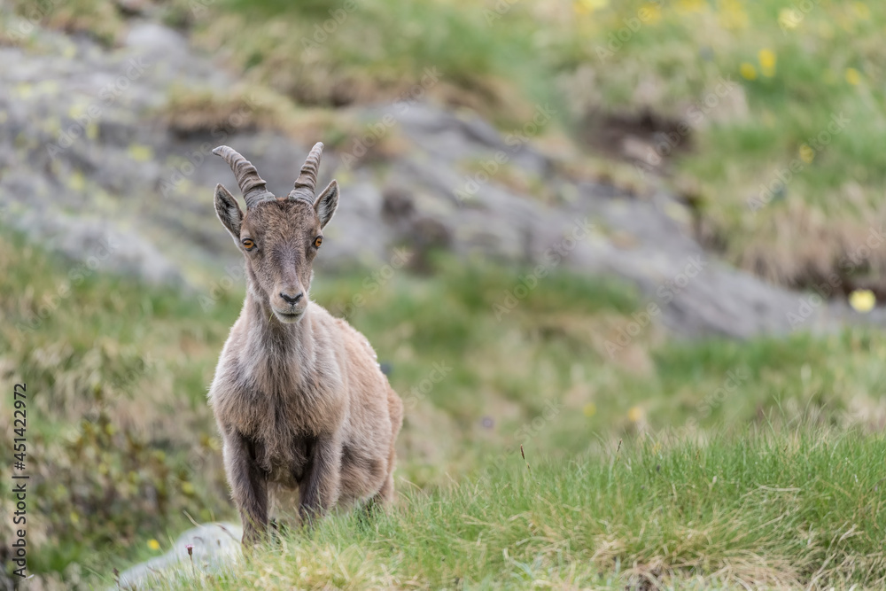 Young ibex male in spring season (Capra ibex) Young ibex male in spring season (Capra ibex)