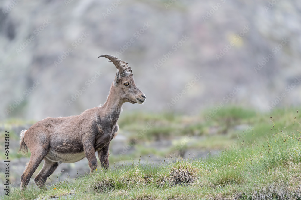 Beautiful portrait of Ibex male in spring season (Capra ibex) Beautiful portrait of Ibex male in spring season (Capra ibex)