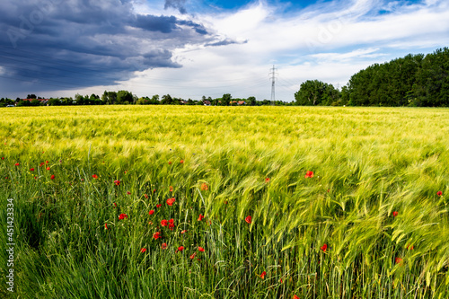 Red Blossoms Of Corn Poppy (Papaver Rhoeas) On Green Wheat Field photo