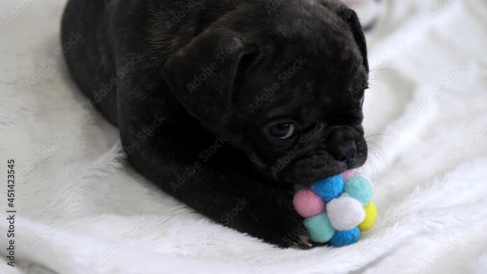 Cute french bulldog playing with a toy on the floor. Little cute puppy Cute french bulldog playing with a toy on the floor. Little cute puppy