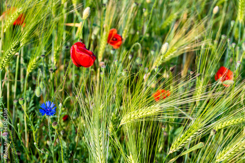 Red Blossoms Of Corn Poppy (Papaver Rhoeas) On Green Wheat Field photo