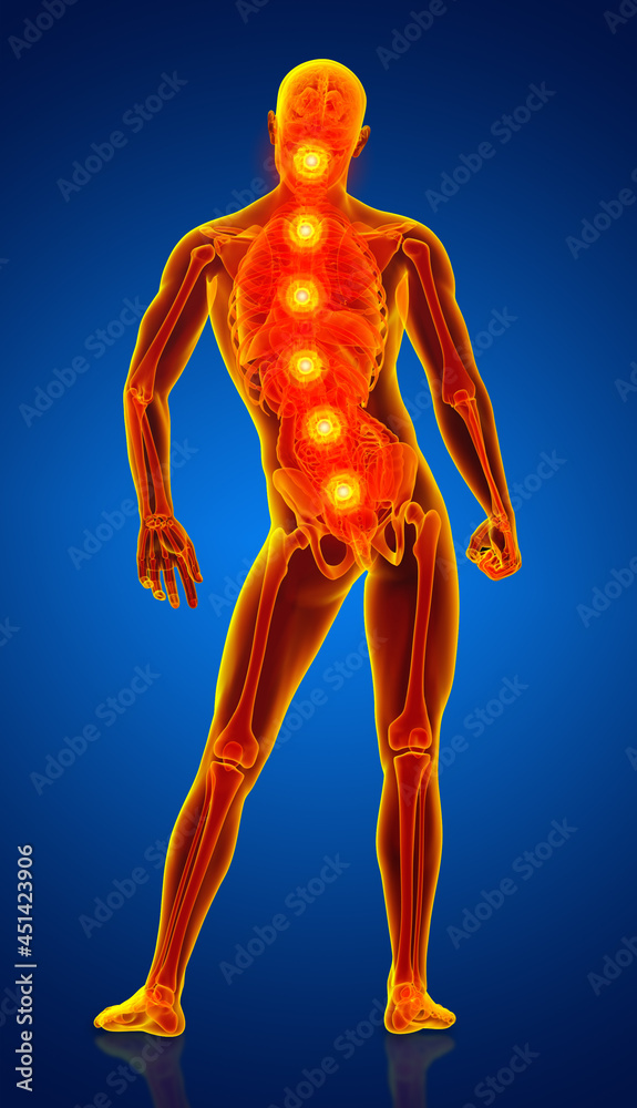 3D rendering of male anatomy 3D rendering of male anatomy