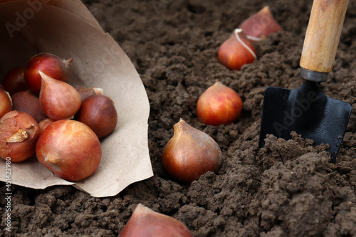 Planting tulip bulbs in the ground in the fall in your garden. How to plant tulips