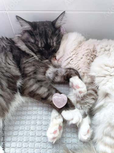 Photography two cats gray and white lie embracing and they are harmonized by a rose quartz c
