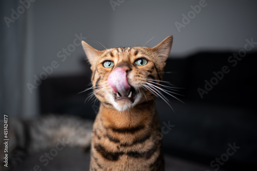 brown spotted bengal cat sticking out tongue licking lips and nose with copy space