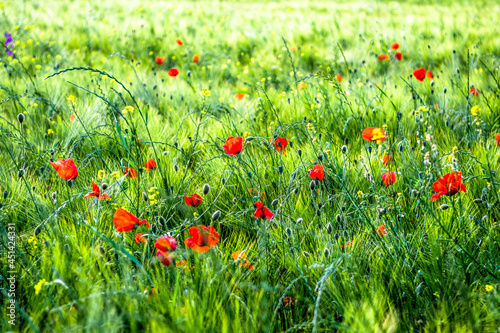 Red Blossoms Of Corn Poppy (Papaver Rhoeas) On Green Wheat Field photo