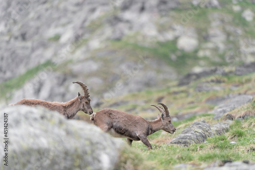Alpine ibexes crosses Alps mountains in spring season  Capra ibex 