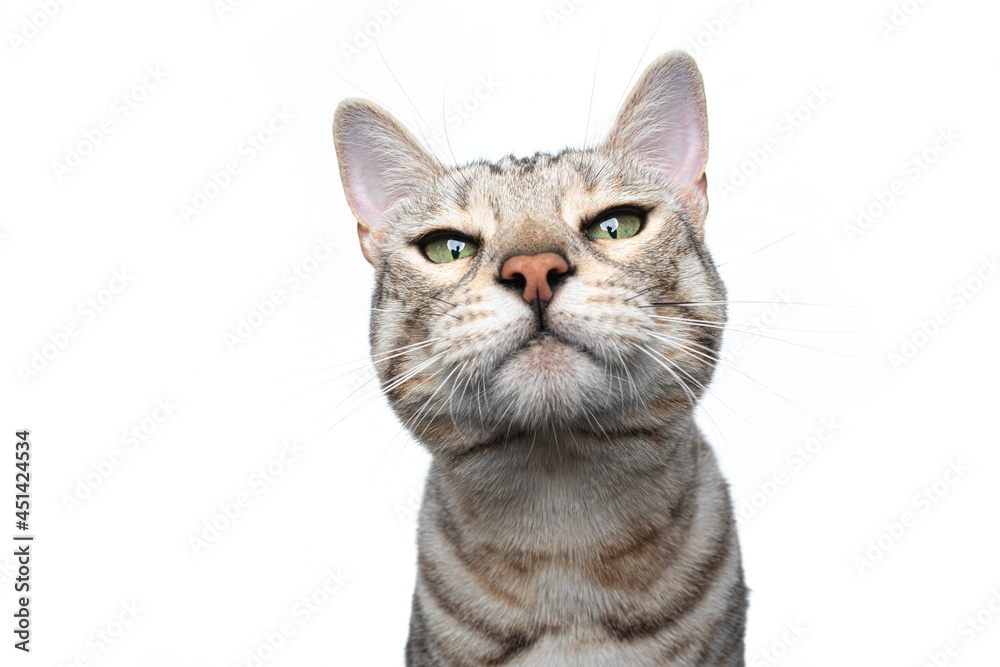 silver spotted bengal cat making strict funny face looking at camera isolated on white background
