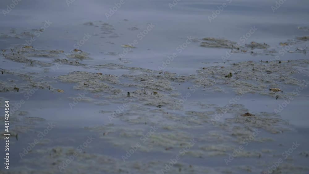 Algae floats on rippling water Algae floats on rippling water