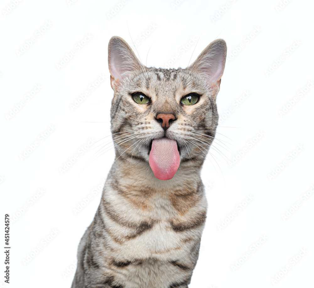 silver tabby bengal cat making funny face sticking out long tongue ...