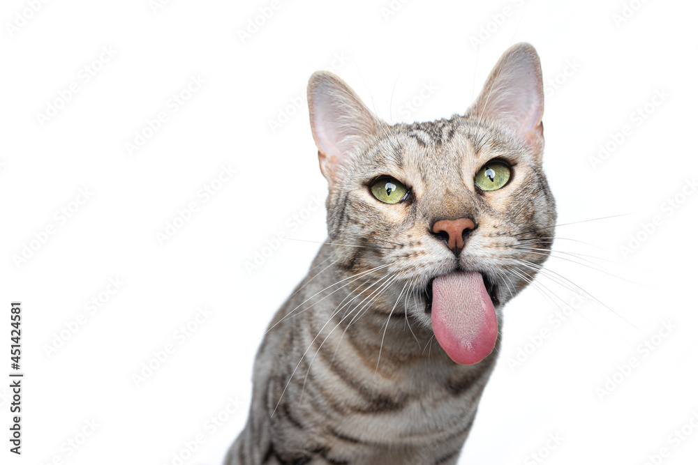silver tabby bengal cat making funny face sticking out long tongue isolated on white background