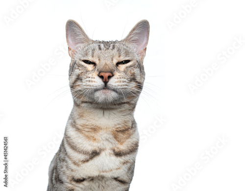 silver tabby bengal cat making funny face looking angrily or suspiciously isolated on white background © FurryFritz
