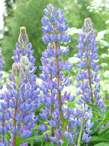 delicate blue lupines  Lupinus  bloom in summer