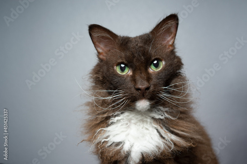 Fotografie chocolate white brown LaPerm Cat with curly longhair fur looking at camera curio