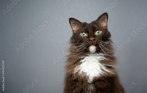 chocolate white brown LaPerm Cat with green eyes and curly longhair fur looking at camera on gray background