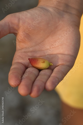 hand held colorful pistachio in Greece