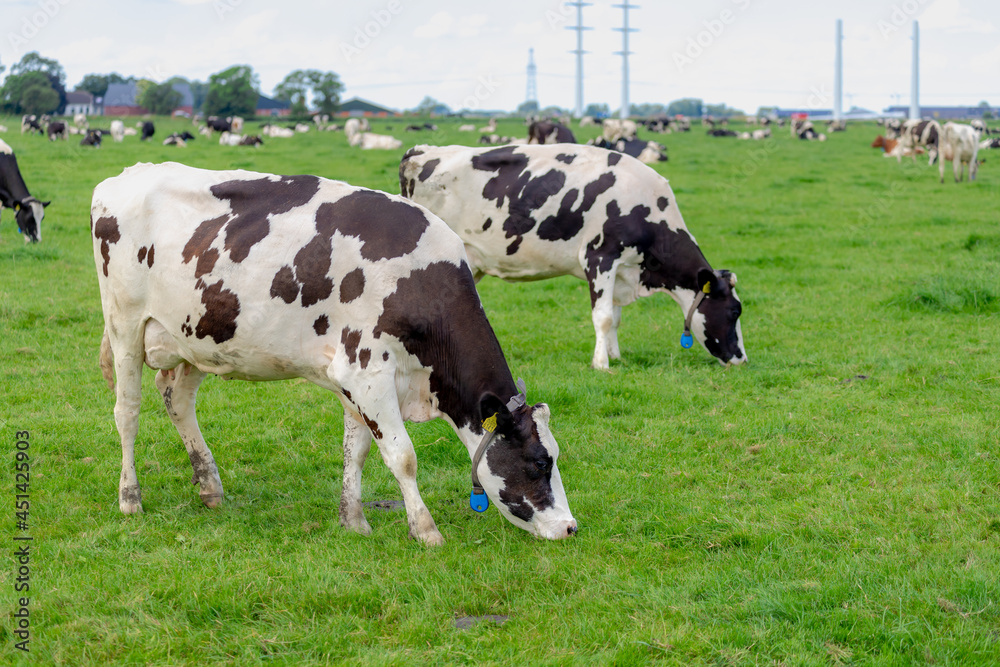 A group of black and white Dutch cow standing and nibbling fresh grass on green meadow, Typical polder landscape in Holland, Open farm with dairy cattle on the field in countryside farm, Netherlands.