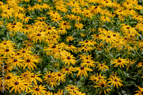 Selective focus of yellow flower in the garden, Rudbeckia fulgida the orange coneflower or perennial coneflower is a species of flowering plant in the family Asteraceae, Nature floral background. photo